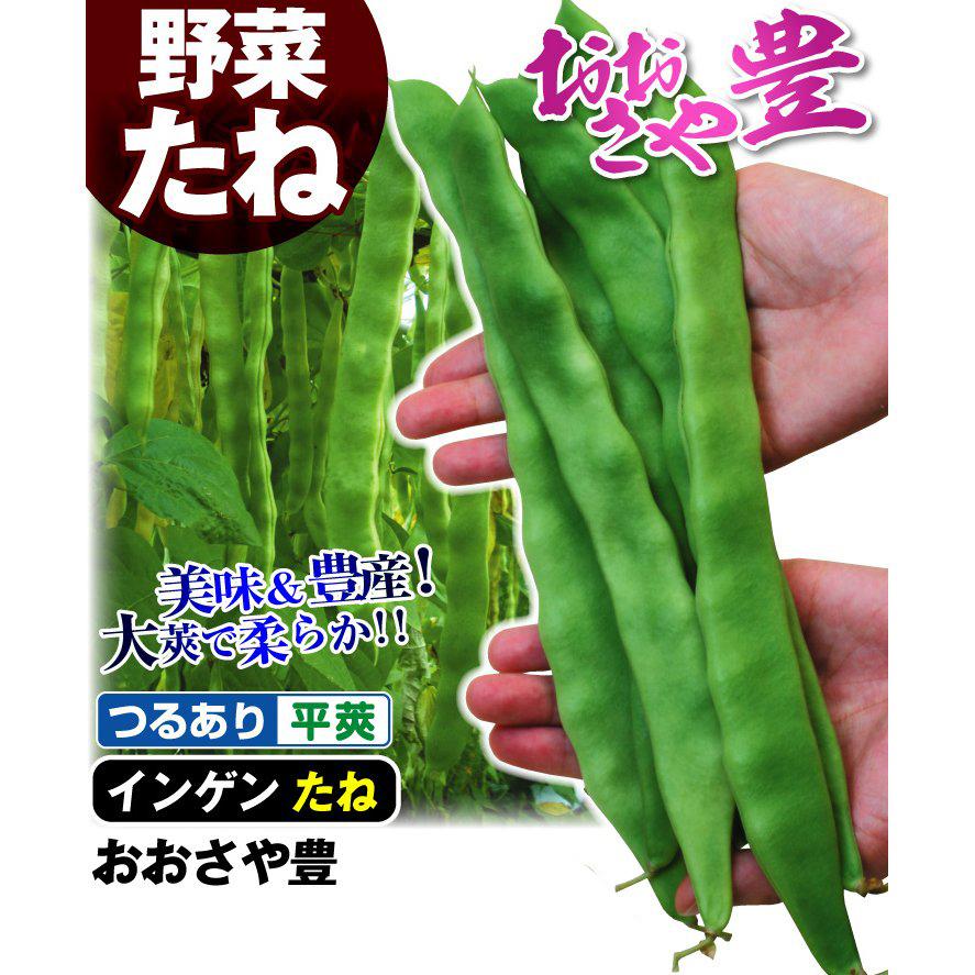 種 野菜たね インゲン おおさや豊 1袋（15ml） やさいの種 国華園 : 花