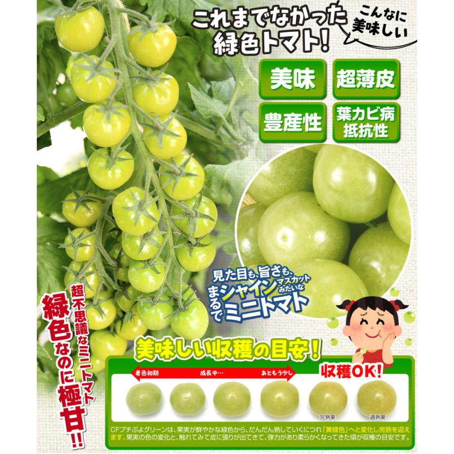 トマト たね 種 F1cfプチぷよグリーン 1袋 10粒 野菜たね 野菜のタネ 野菜 種子 トマト ミニトマト 薄皮トマト Ytc137 国華園 22 P6 0055 花と緑 国華園 通販 Yahoo ショッピング