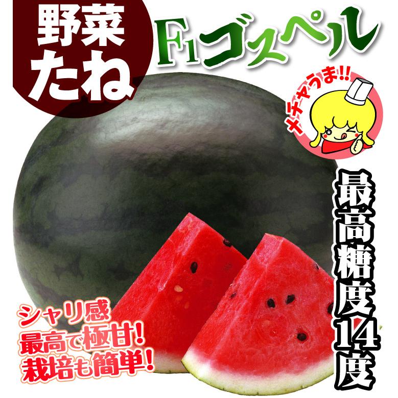 独特な スイカ たね 種 F1ゴスペル 1袋 5粒 黒皮スイカ 野菜たね 野菜のタネ 野菜 種子 すいか 西瓜 Ytc145 国華園 Shitacome Jp