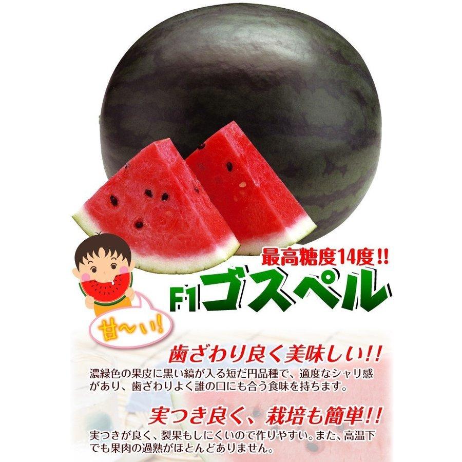 独特な スイカ たね 種 F1ゴスペル 1袋 5粒 黒皮スイカ 野菜たね 野菜のタネ 野菜 種子 すいか 西瓜 Ytc145 国華園 Shitacome Jp