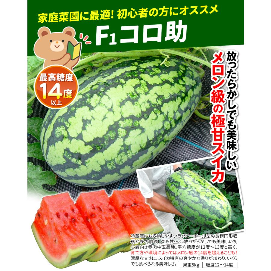 種 野菜たね 中玉スイカ F1コロ助 1袋（5粒） 西瓜 だ円 やさいの種 国