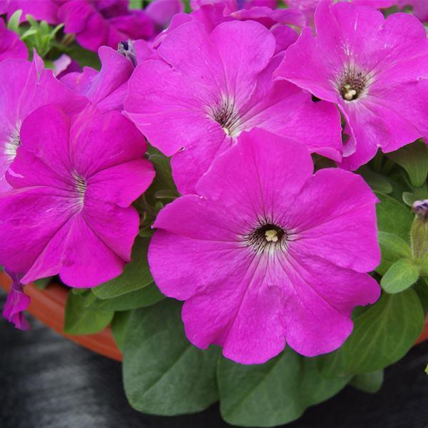 ペチュニア 種 バイオレット 1袋 mg ペチュニアの種 ペチュニアの花 花たね 花の