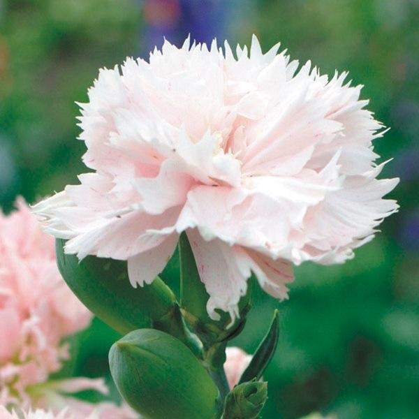 カーネーション 種 ラフランス 1袋 0mg カーネーションの種 カーネーションの花 花たね 花