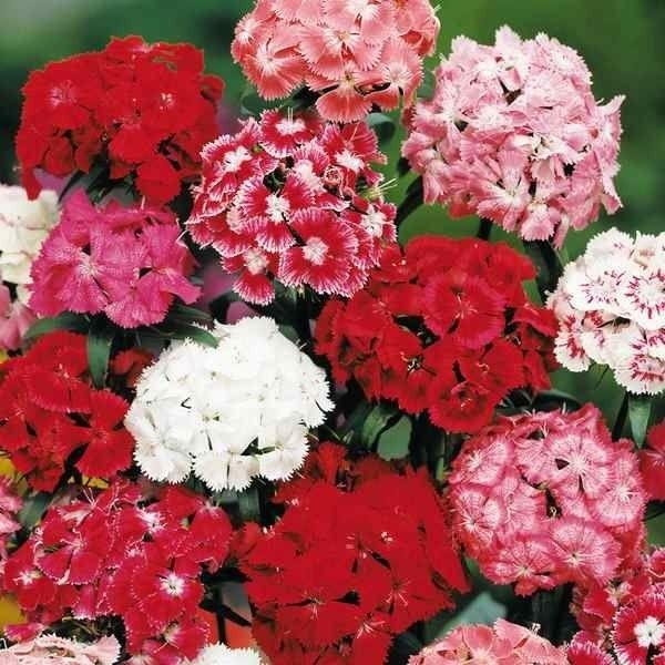 種 種子 花種類 ナデシコ 花 ガーデニング 通販 Yahoo ショッピング