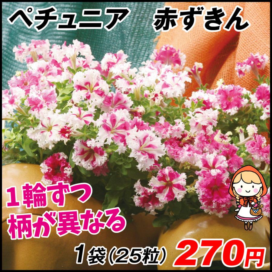 ペチュニア 種 赤ずきん 1袋 25粒 ペチュニアの種 ペチュニアの花 花たね 花の種 花 種子 タネ ツクバネアサガオ 花壇の女王 花壇 園芸 国華園 22 P7 0051 花と緑 国華園 通販 Yahoo ショッピング
