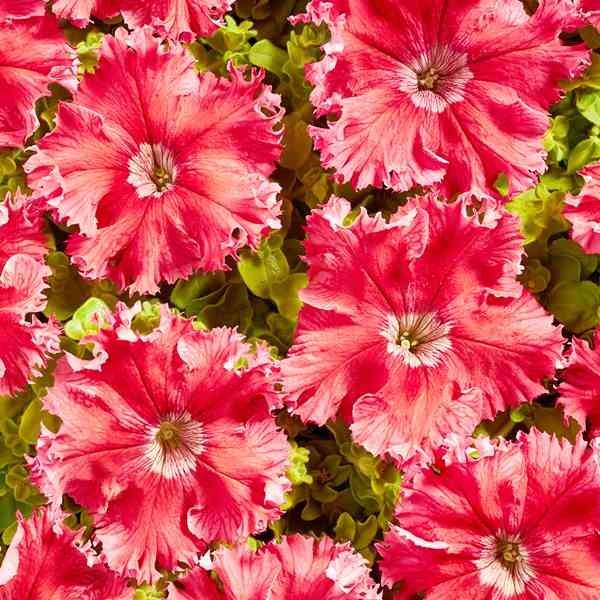 ペチュニア 種 アフロディーテ レッド 1袋 25粒 ペチュニアの種 ペチュニアの花 花たね 高速配送 花壇 タネ 花の種 園芸 花 種子 ツクバネアサガオ 花壇の女王 国華園