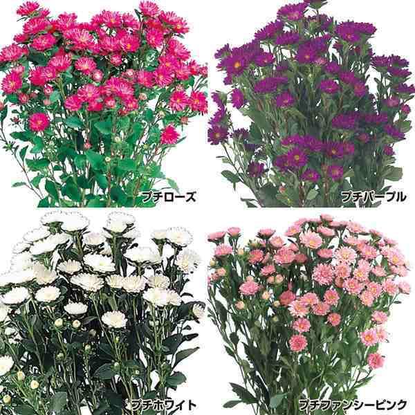 アスター 種 プチセット 4種4袋 アスターの種 アスターの花 花たね 花の種 花 蝦夷菊 生花 花壇 切花 エゾギク 種子 タネ 国華園 Sale 73 Off ガーデニング