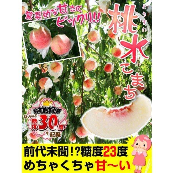 モモ 苗木 桃水こまち 富士野生桃R 1株 果樹苗 国華園 : 花と緑 モモ 苗木 桃水こまち 富士野生桃R 1株 果樹苗 国華園 : 花と緑