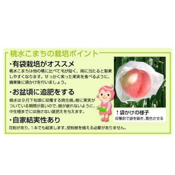 モモ 苗木 桃水こまち 富士野生桃R 1株 果樹苗 国華園 : 花と緑 モモ 苗木 桃水こまち 富士野生桃R 1株 果樹苗 国華園 : 花と緑