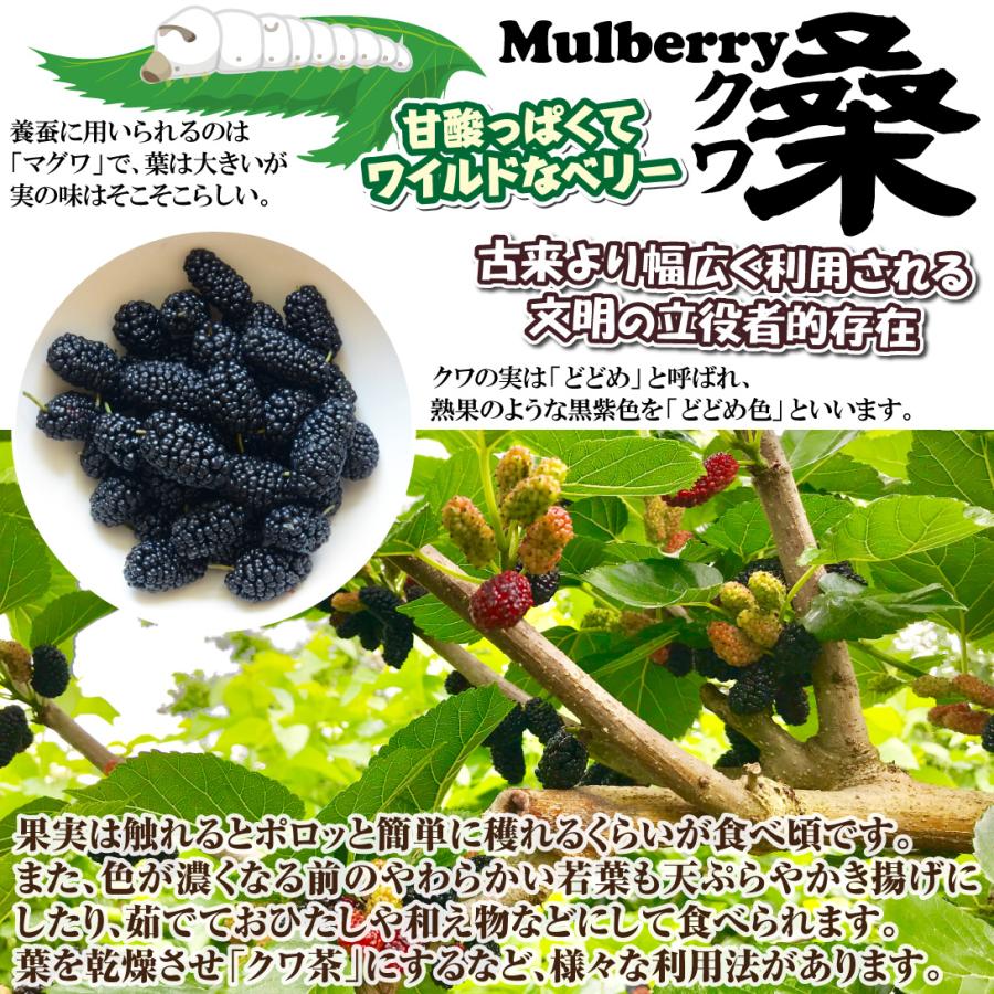 クワ 苗木 台湾長果桑 1株 果樹苗 国華園 : 花と緑 国華園 クワ 苗木 台湾長果桑 1株 果樹苗 国華園 : 花と緑 国華園