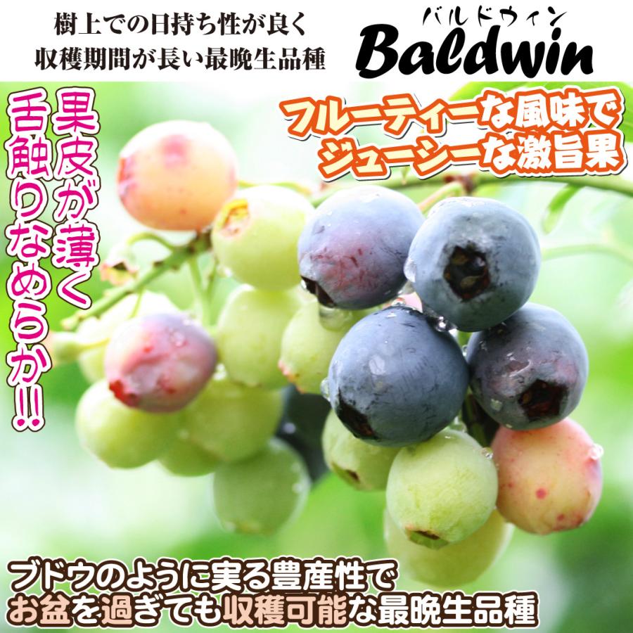 果樹苗 ラビットアイ系ブルーベリー バルドウィン 挿木3年生 1株 : 花