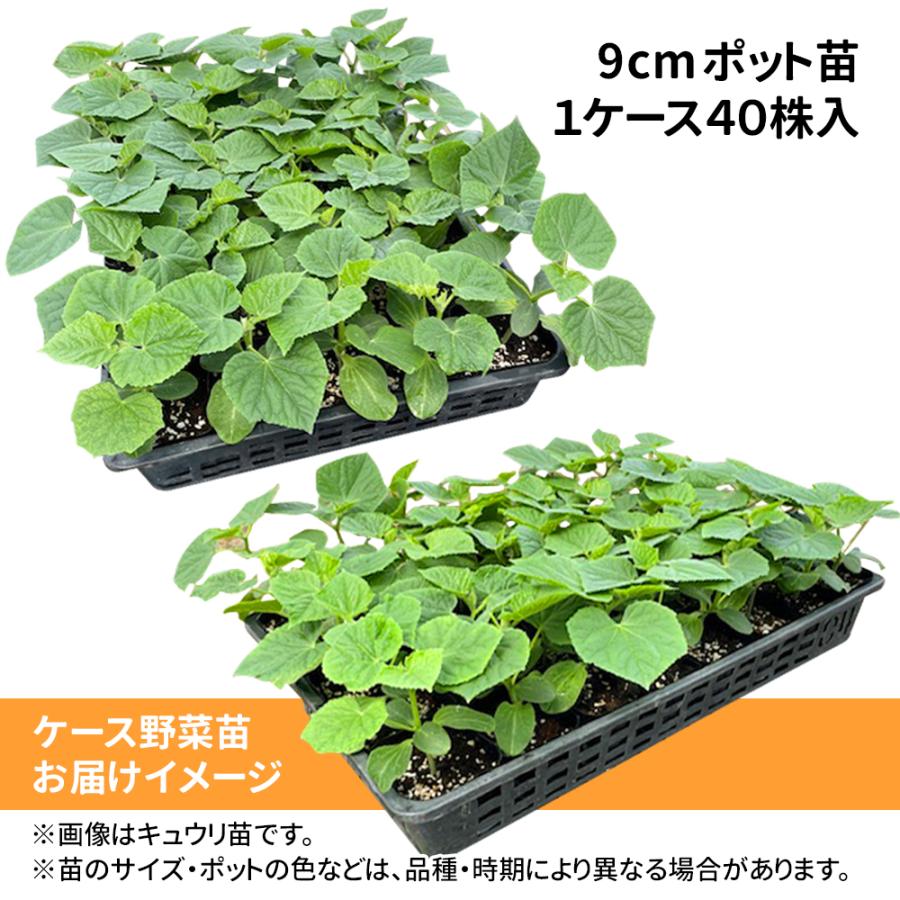 野菜苗ケース販売 トマト 接木F1フルティカR  1ケース(40株入) 送料無料 /業者直送便 5月発送の画像