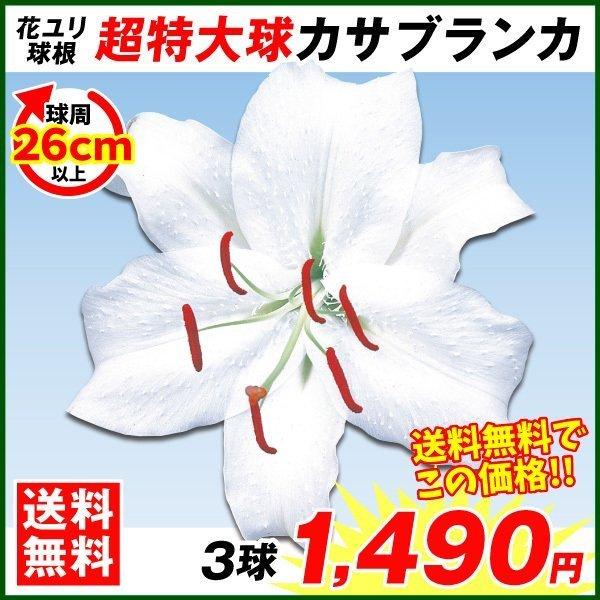 花ユリ 球根 超特大球カサブランカ 3球 送料無料 22 Pori 0228 花と緑 国華園 通販 Yahoo ショッピング
