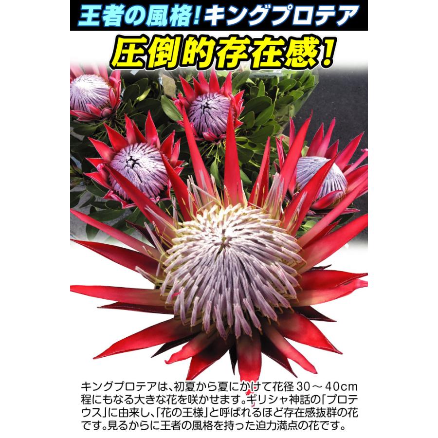 花苗 プロテア キングプロテア 送料無料 3株 : 花と緑 国華園 花苗 プロテア キングプロテア 送料無料 3株 : 花と緑 国華園