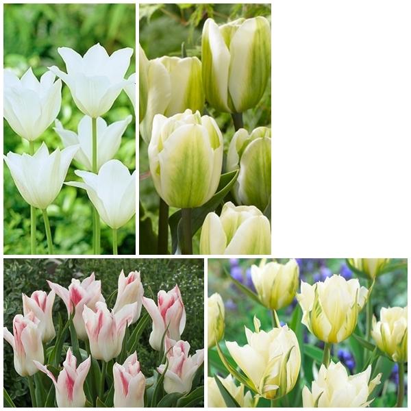 チューリップ 球根 早期販売 5種100球 各球 ライトカラーセット 97 Off