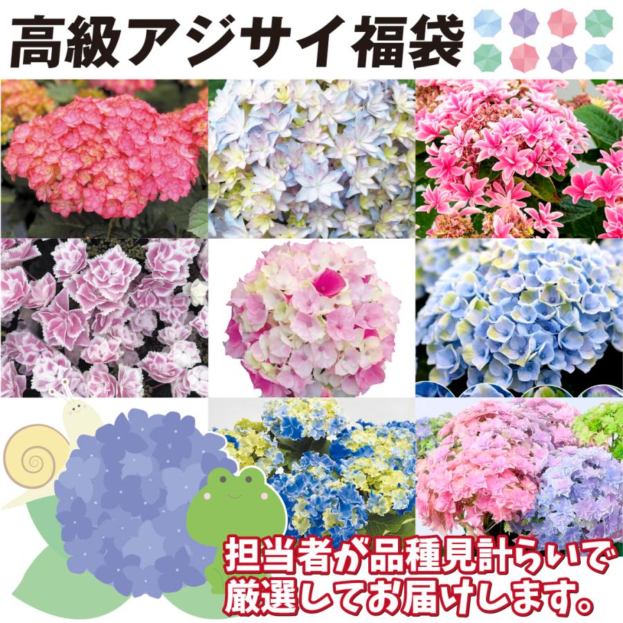 アジサイ 苗 苗木 高級アジサイ福袋 3株 送料無料 アジサイの木 紫陽花 あじさい アジサイの苗木 庭木 植木 花木苗 22 Pori 0459 花と緑 国華園 通販 Yahoo ショッピング
