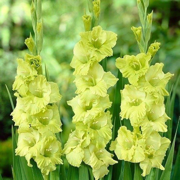 在庫処分セール 春植え球根 グラジオラス 普通球 緑花 40球 独創的