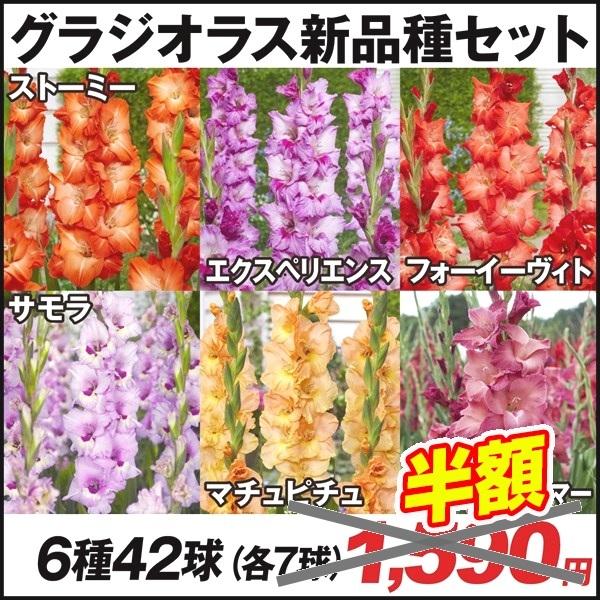 在庫処分セール 春植え球根 6種42球 グラジオラス 各7球 新品種セット 高品質の激安 グラジオラス