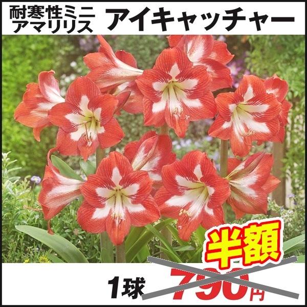 無料サンプルok 在庫処分セール 春植え球根 耐寒性ミニアマリリス アイキャッチャー 1球 Aynaelda Com