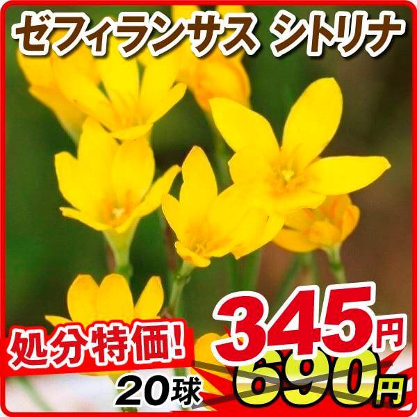 店内全品対象 在庫処分セール 春植え球根 ゼフィランサス シトリナ 10球 Aynaelda Com