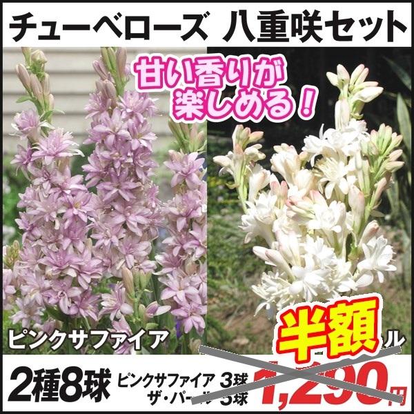 在庫処分セール 春植え球根 チューベローズ 八重咲セット 2種8球 Adventureonfly Co Za
