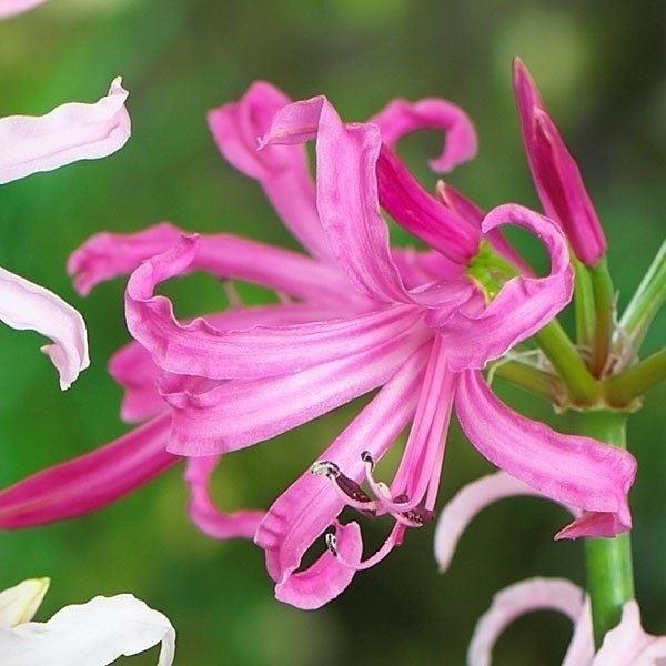 54 Off 在庫処分セール 春植え球根 ネリネ 桃花 ボーデニー 1球 Aynaelda Com