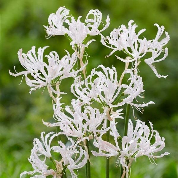 送料込 在庫処分セール 春植え球根 ネリネ シンデレラ 1球