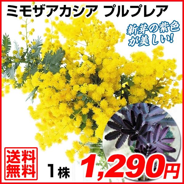 お1人様1点限り 花木苗 ミモザ 銀葉アカシア プルプレア 1株 送料無料