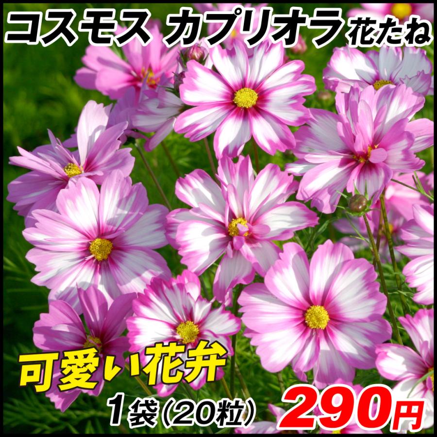 種 花たね コスモス カプリオラ 1袋(20粒) :2022-pori-0727:花と緑 国華園 - 通販 - Yahoo!ショッピング
