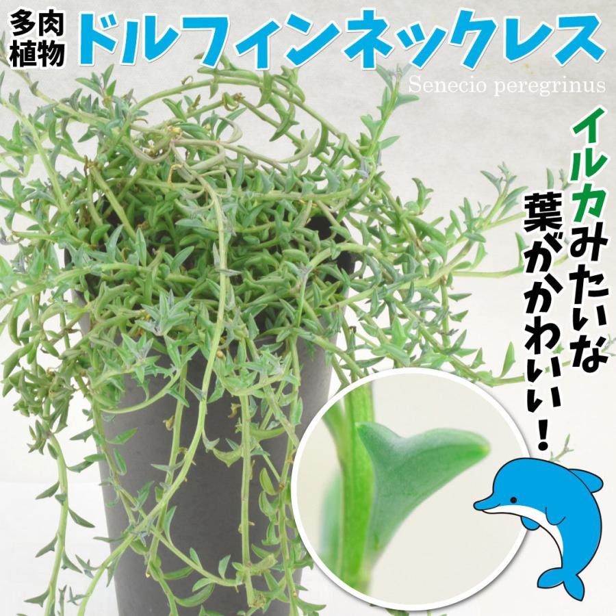 21年製 観葉植物 ドルフィンネックレス 3株 Shipsctc Org