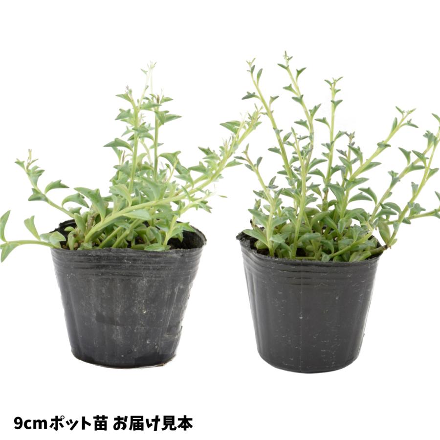 21年製 観葉植物 ドルフィンネックレス 3株 Shipsctc Org