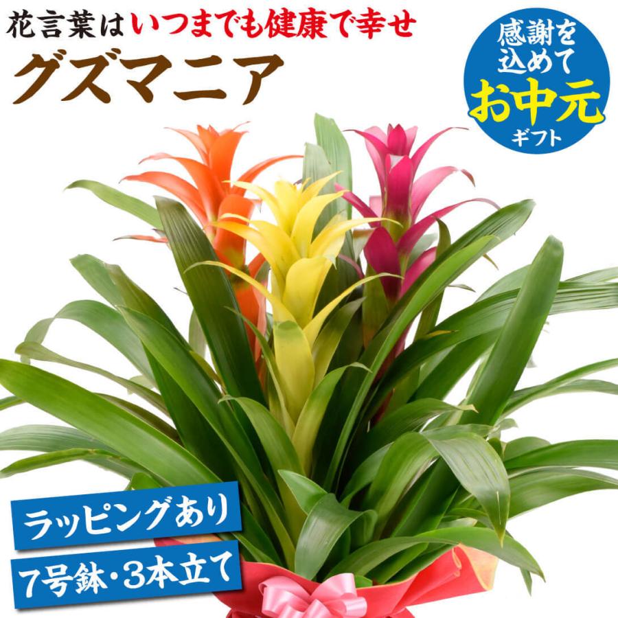 国華園 観葉植物 グズマニア3本立て 7号鉢 1株 : 花と緑 国華園
