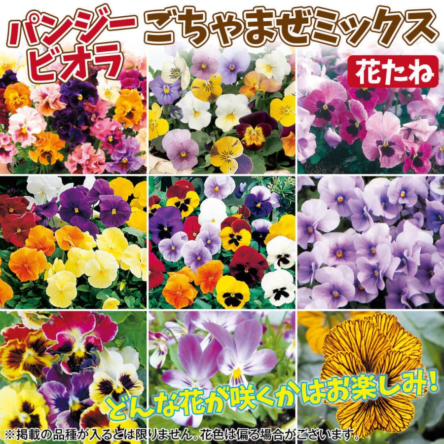 種 花たね 大特価 パンジー ビオラごちゃまぜミックス 1袋 60mg 22 Pori 0761 花と緑 国華園 通販 Yahoo ショッピング