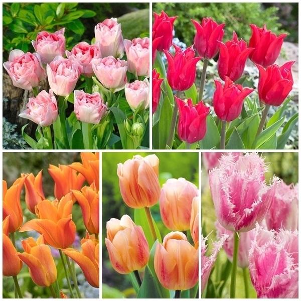 1437円 100 本物保証 チューリップ 球根 Top5セット 5種100球 各球