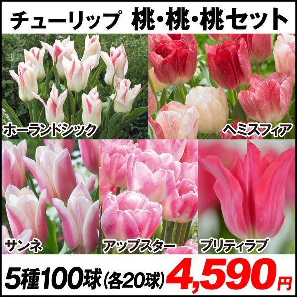 Sale 60 Off チューリップ 球 球根 サンネ 花