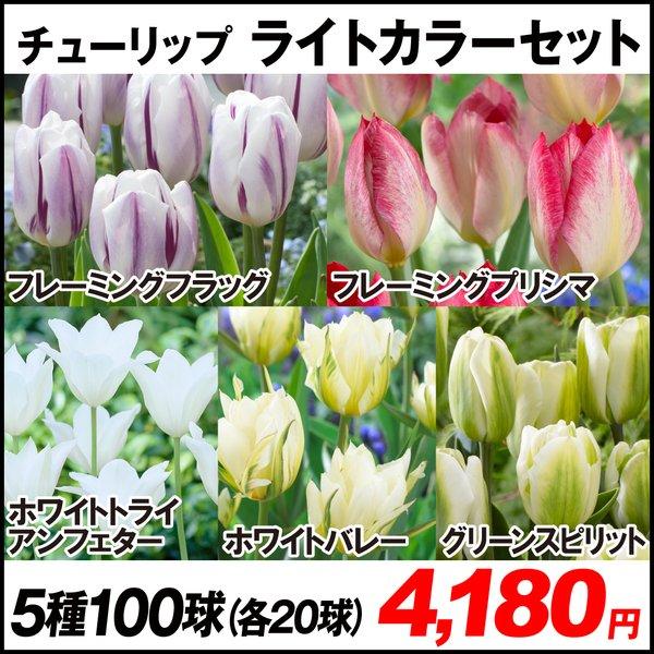 チューリップ 球根 ライトカラーセット 5種100球 各球 22n P0 0011 花と緑 国華園 通販 Yahoo ショッピング