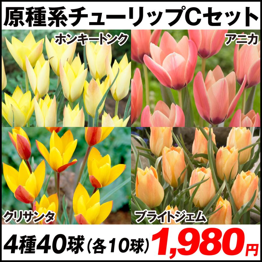 原種系チューリップ 球根 Cセット 4種40球 各10球 22n P0 0037 花と緑 国華園 通販 Yahoo ショッピング