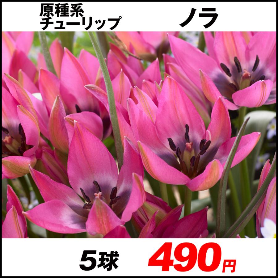 原種系チューリップ 球根 ノラ 5球 66 Off