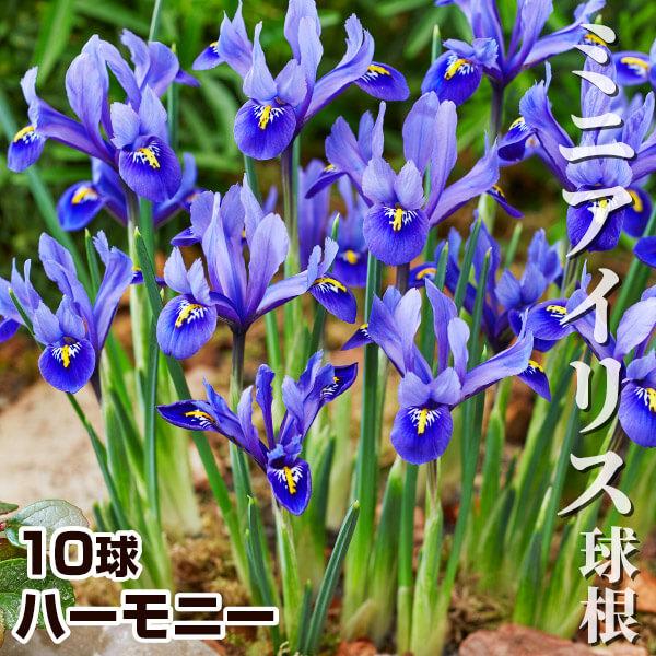 国華園 秋植え球根 ミニアイリス ハーモニー 10球（Yahoo!・花と緑 国華園）