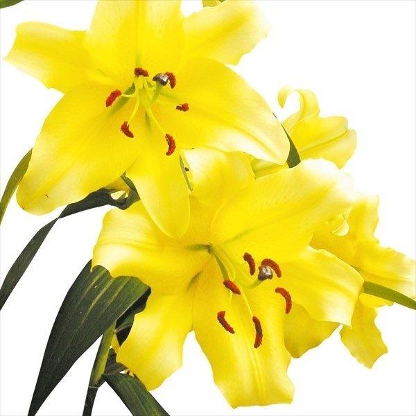 花ユリ 球根 大球ゴールデンカサブランカ コンカドール 球 大特価放出