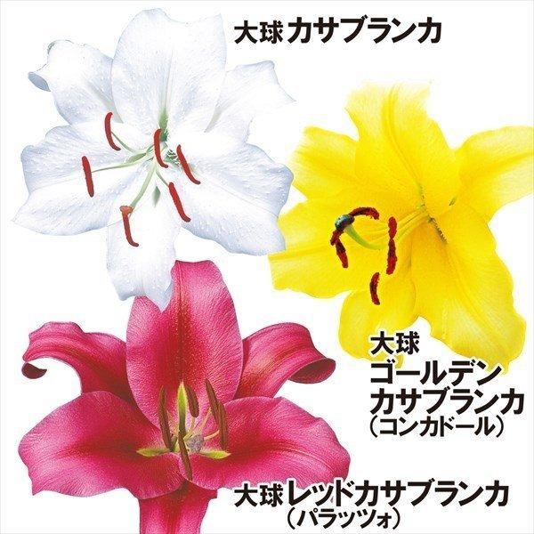 送料無料 即納 花ユリ 球根 大球人気カサブランカセット3種15球 各5球