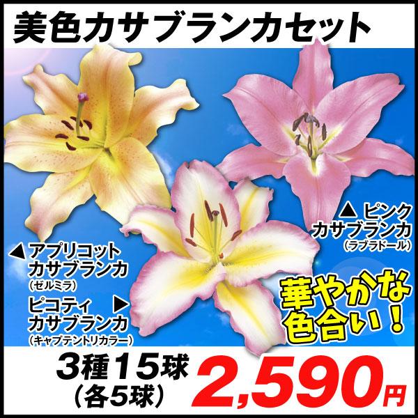 花ユリ 球根 美色カサブランカセット3種15球 各5球 激安卸販売新品