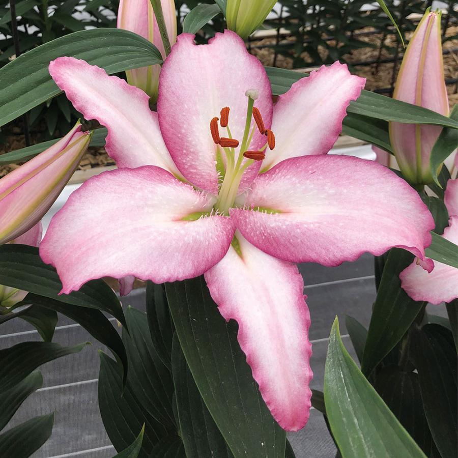 本物の オリエンタルリリー 球根 リップグロス 5球 花ユリ Aynaelda Com