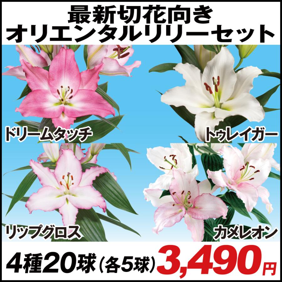 ユリ 球根 最新切花向きオリエンタルリリーセット4種球 各5球 オリエンタルリリー 花ユリ 22n P0 0068 花と緑 国華園 通販 Yahoo ショッピング
