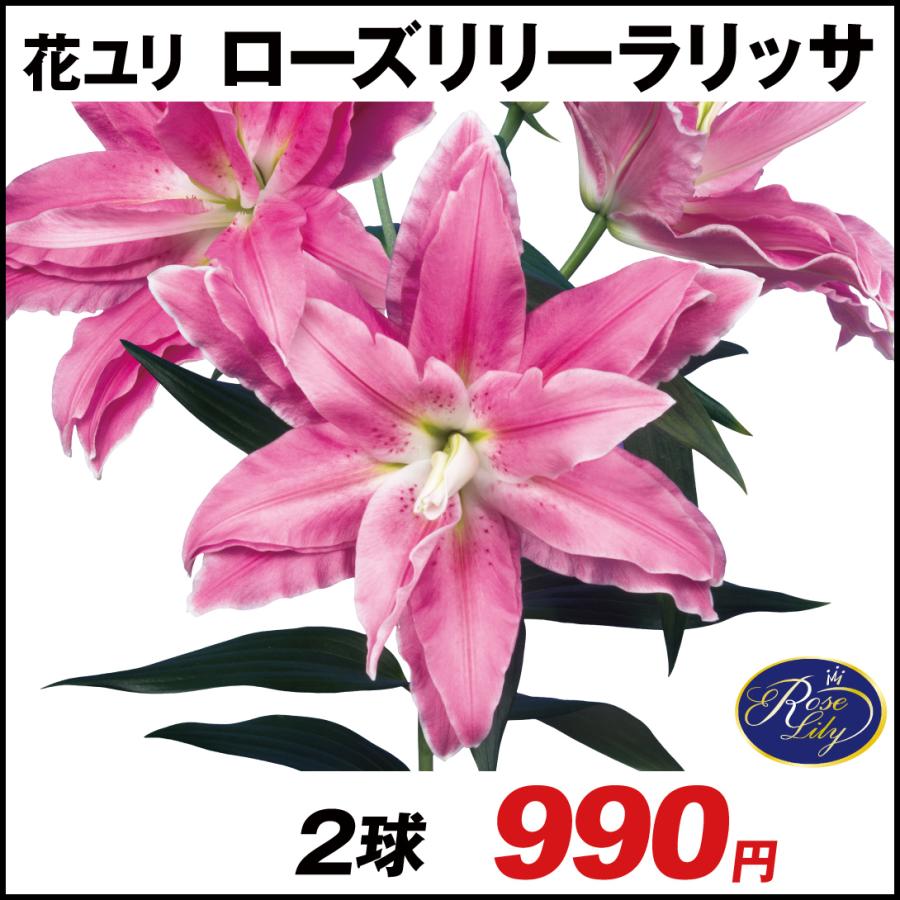 ユリ オリエンタルリリー ユリ 球根 八重咲ユリ 無花粉 ローズリリー ラリッサ 2球 花ユリ 22n P0 00 花と緑 国華園 通販 Yahoo ショッピング