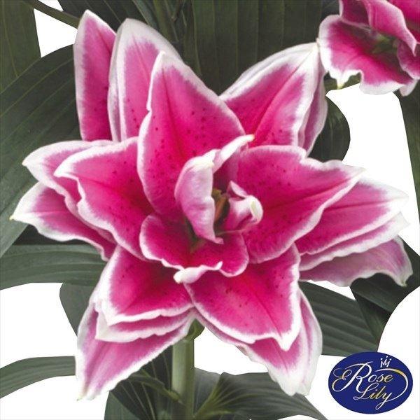 オリエンタルリリー ユリ 球根 八重咲ユリ 無花粉 サマンサ 花ユリ 2球 古典 ローズリリー