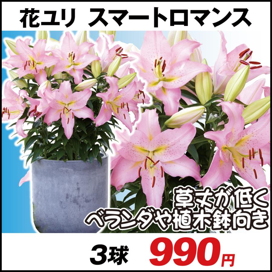 ユリ オリエンタルリリー ベランダ向きユリ 球根 スマートロマンス 3球 花ユリ 22n P0 0110 花と緑 国華園 通販 Yahoo ショッピング