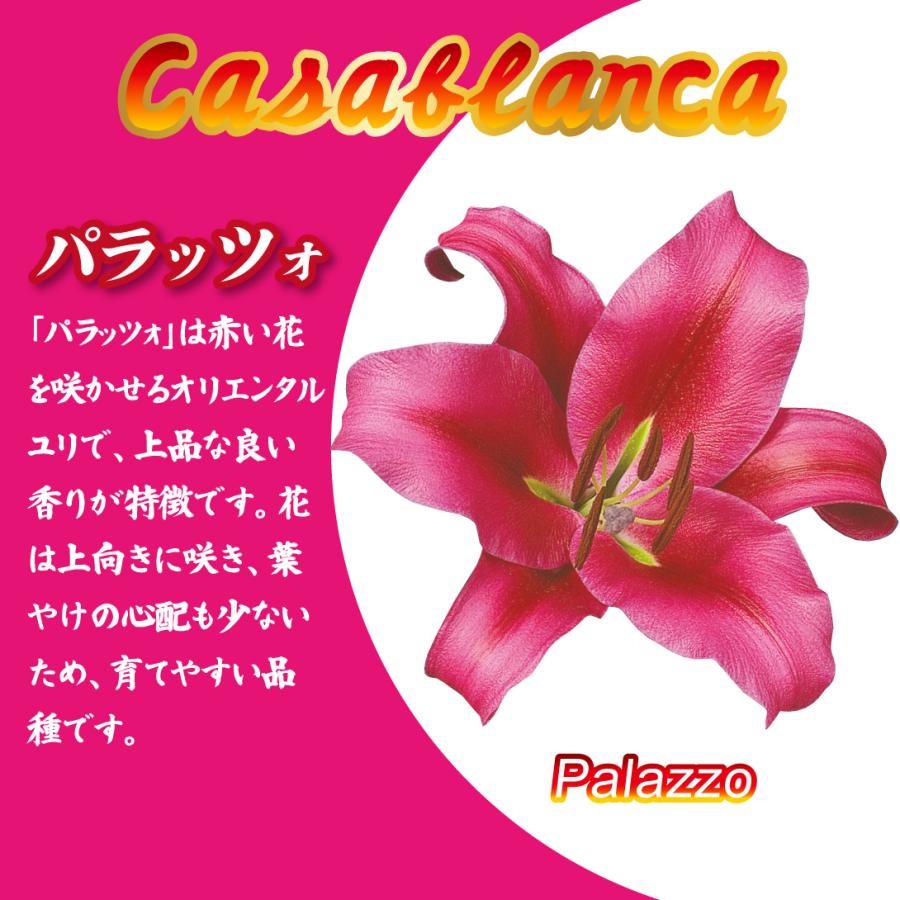 国華園 ユリ 球根 花ユリ オリエンタルリリー 超特大球 レッド