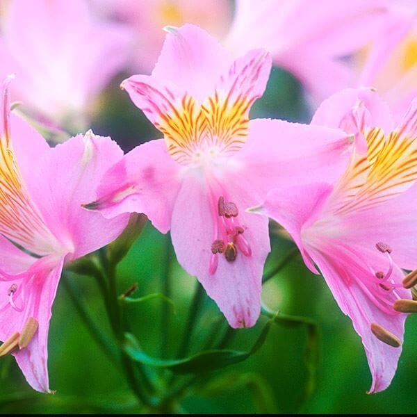 原種系アルストロメリア 耐寒性種 インカルナータ 秋植え球根 安値 球根 1球