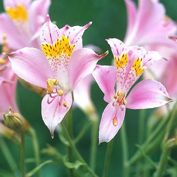 原種系アルストロメリア 耐寒性種 エクセレンシー 1球 球根 秋植え球根 楽天